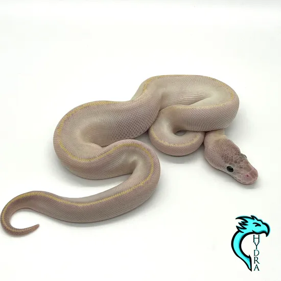 IVORY Ball Python by Hydra Constrictors