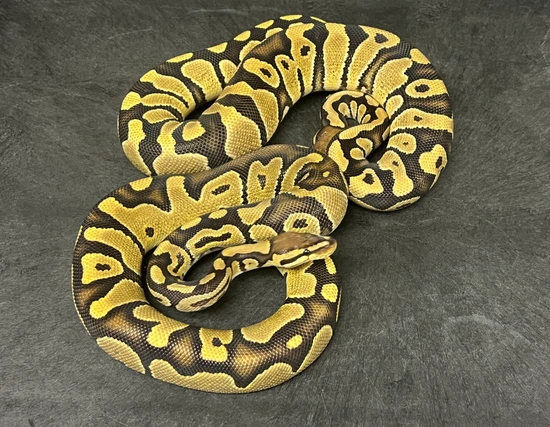 1.1 Pair- TH Hypo Zebra Clown Ball Python by Ozark Mountain Morphs