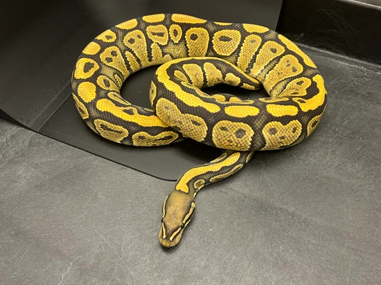 Super Nr Mandarin Hypo (Proven Breeder) Ball Python by Ozark Mountain ...