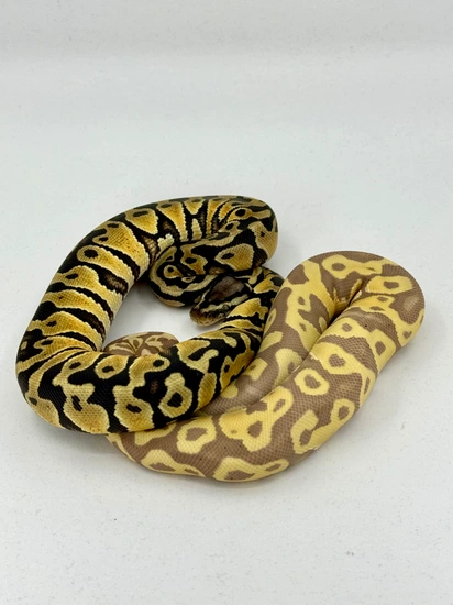 3.3 Clown Project Ball Python by CM Pythons