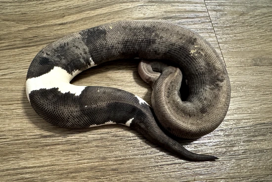 Grey Matter Ball Python by Fuzz-Balls