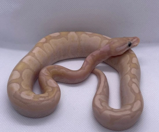 Banana Leopard Fire Python Bamboo Fire Banana Leopard Ball Python by Hold My Balls, LLC
