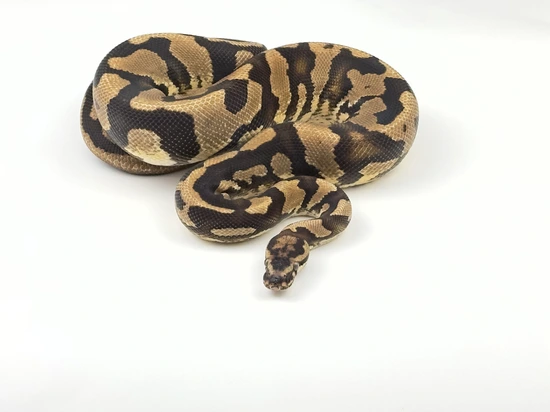 Acid Orange Dream Yellow Belly Ball Python by S A G A • M O R P H S