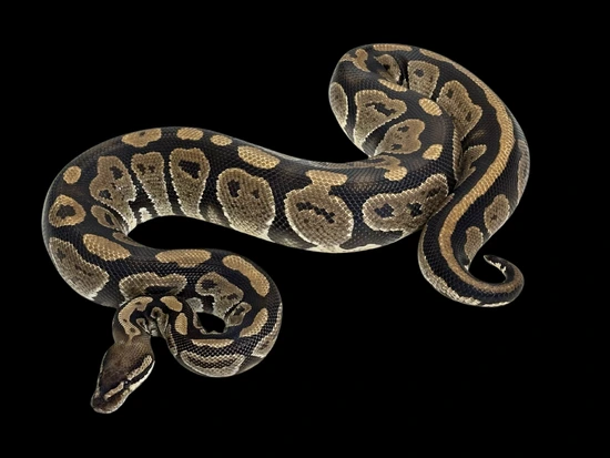 Grim • Adult Female Ball Python by S A G A • M O R P H S