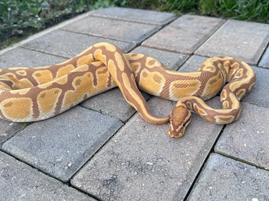 Proven Ultramel Het Sunset Ball Python by Neuro-Fi Exotics