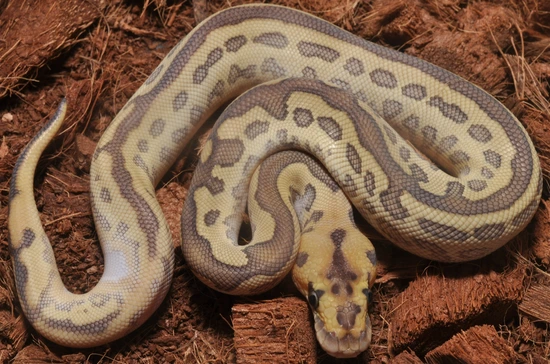 Ball Python Butter Leopard Black Head Butter Leopard Clown - SALE Ball Python by Sixth Sense Exotics