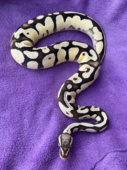 Proven Female Pastel OD Fire Ball Python by Great Lakes Snakes