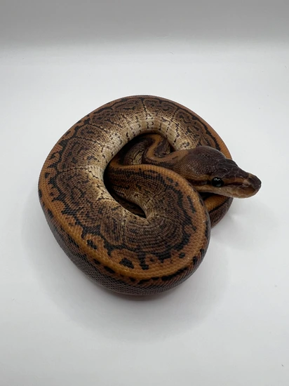 Black Pastel Pinstripe Granite (Trick) Het Clown Het Hypo Ball Python ...
