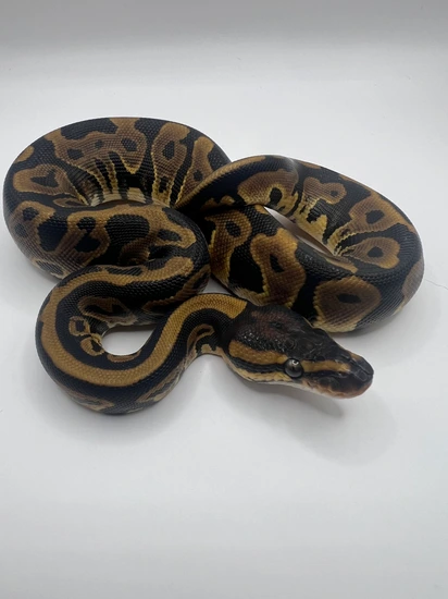 Leopard Het Clown Het Hypo Ball Python by Atomic Pythons