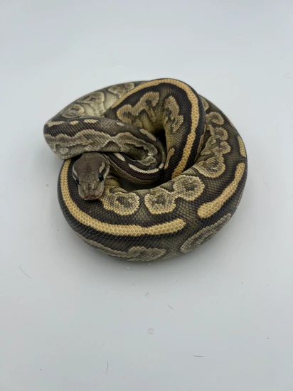 Black Pastel Hypo Pos Het Desert Ghost Ball Python by Atomic Pythons