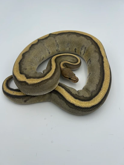 Hypo Genetic Stripe Ball Python by Atomic Pythons