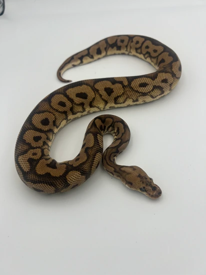Black Pastel Yellowbelly Clown Ball Python by Atomic Pythons