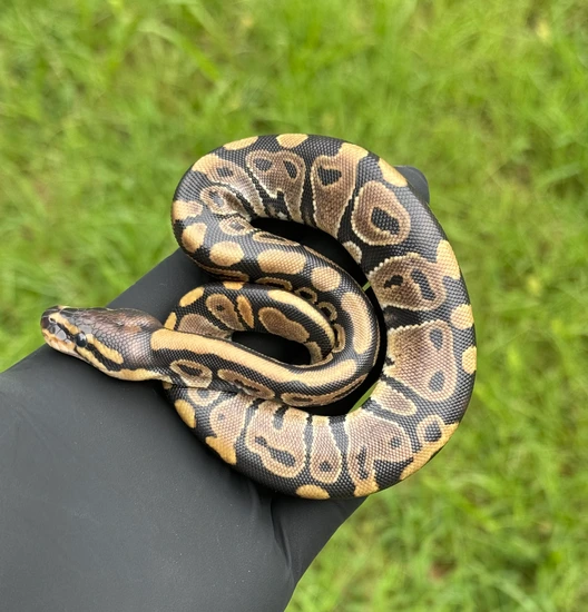Normal Het. Clown Ball Python by ApexRoyals