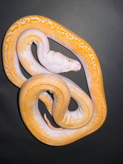 White Albino Motley Pied Reticulated Python by Coil crafters