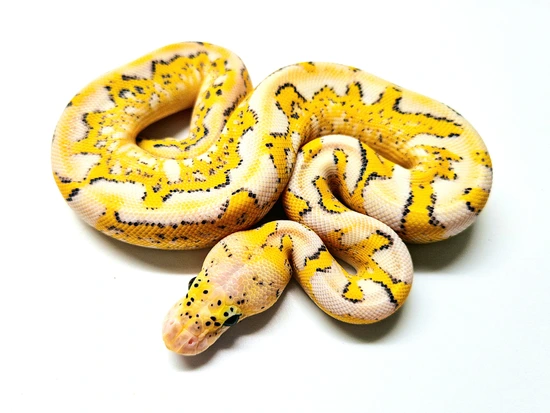 Freeway Pastel Clown Ball Python by Cold Blooded Arts