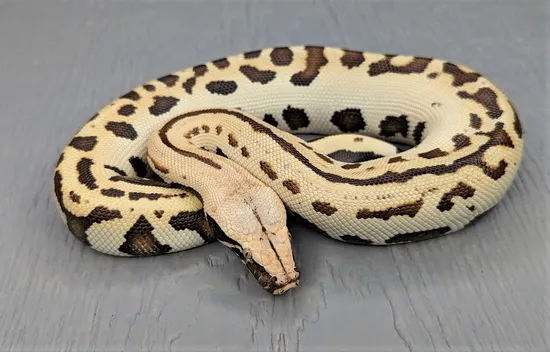 007 100% Het T+ Albino Blood Python by Cold-Blooded Earth