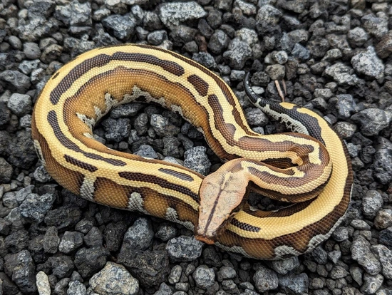 Double Het PIED/T+ Albino Blood Python by Cold-Blooded Earth