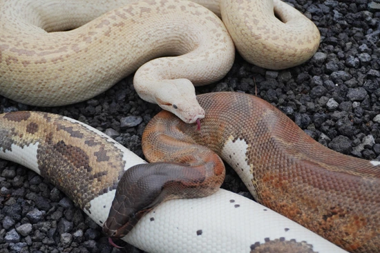 Pied And Electrostatic Blood Python by Cold-Blooded Earth