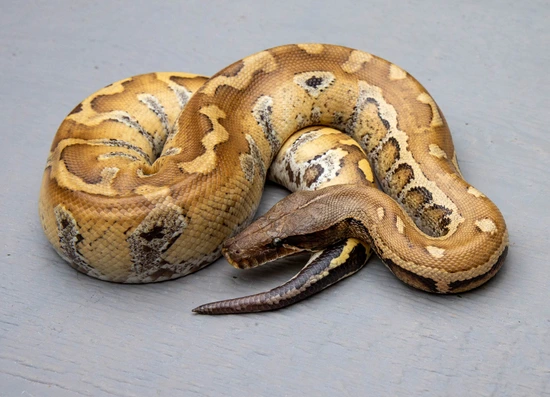 Het Pale Grey Blood Python by Cold-Blooded Earth