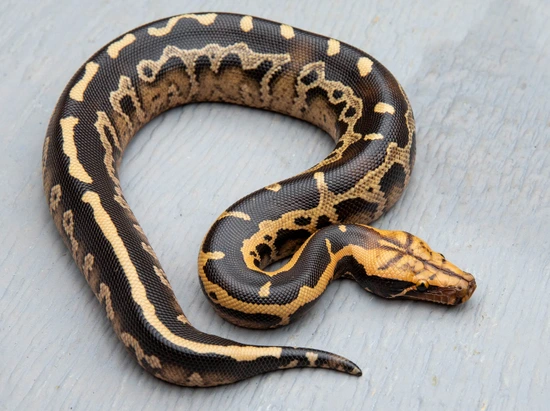Normal Borneo Short-Tailed Python by Cold-Blooded Earth