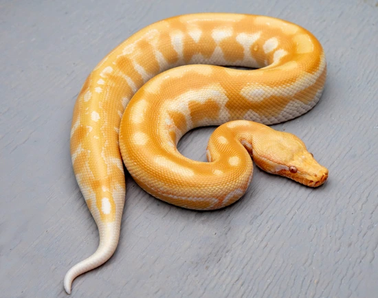 Blood Python Lavender Morph Lavender T- Albino Blood Python by Cold-Blooded Earth