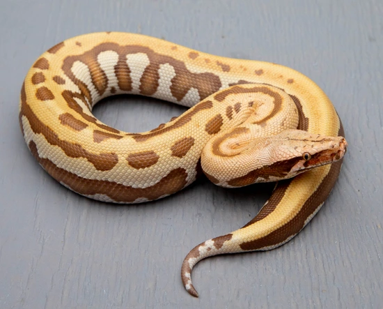 T+ Albino Golden Eye Blood Python by Cold-Blooded Earth