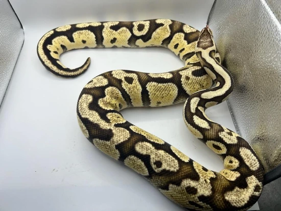 Tequila Ball Python Proven Pastel Vanilla Ball Python by Collier's Creatures