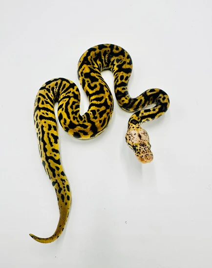 Acid Pastel Gravel Clown Ball Python by FDZ Morphs