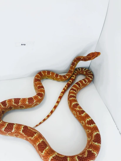 Red Factor Extreme Reverse Okeetee Corn Snake by Sky Snake Reptiles