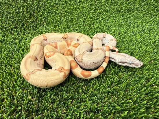 Super Hypo Jungle Het Anery Boa Constrictor by Colossal Constrictors LLC