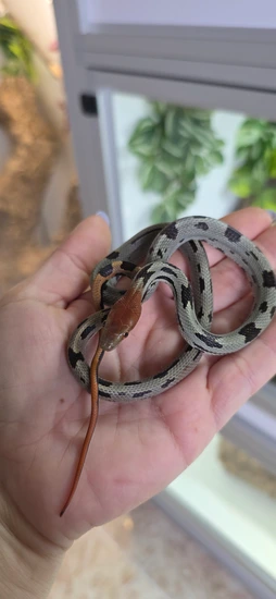 Aberrant CB25 *Payment Plan* Other Rat Snake by Colubra