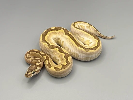 Cinny Sugar Ball Python Bamboo Sugar Ball Python by Conley Herps, Inc.