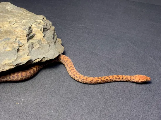 Pygmy Python (A. Perthensis) by Conservation Herpetoculture