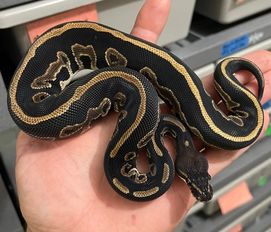 Black Head Leopard Double Het Ultramel Pied Ball Python by Constricted ...