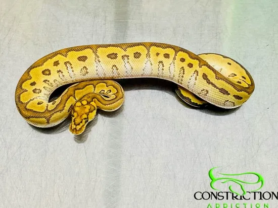 Special Clown Ball Python by Constriction Addiction