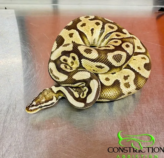 FireFly Scaleless Head Ball Python by Constriction Addiction
