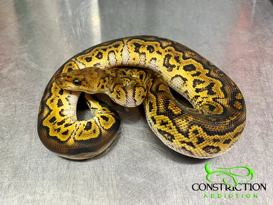 Blackhead Clown Ball Python by Constriction Addiction