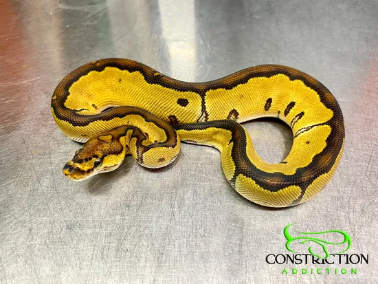 Clown Ball Python by Constriction Addiction