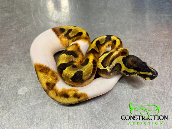 Enchi Pied Ball Python by Constriction Addiction