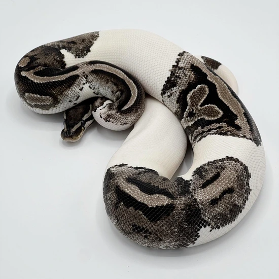 Lightning Pied (Java) Ball Python by South Bay Serpents