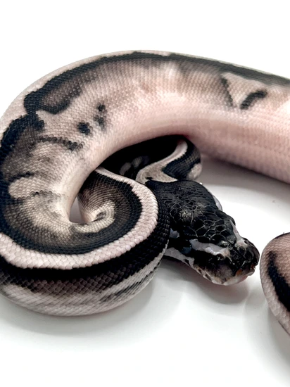GHI Scrambler Lightning Pied Ball Python by South Bay Serpents