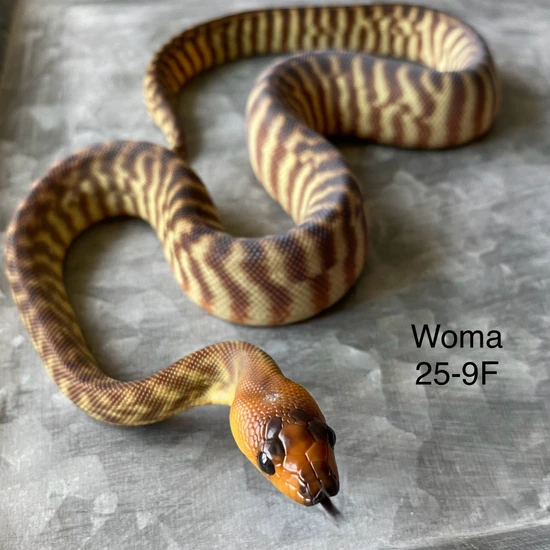 Woma Python by Conviction Reptiles