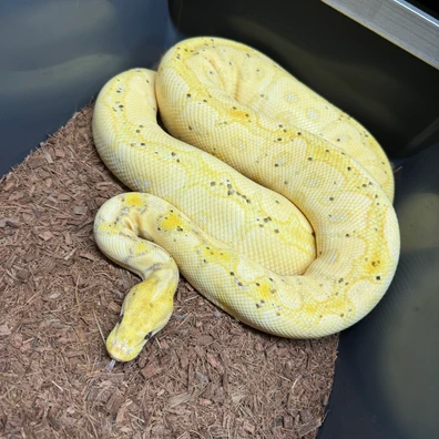 Banana Spotnose Clown Breeder Female Ball Python - female for sale from Cooper-Belles-Morphs
