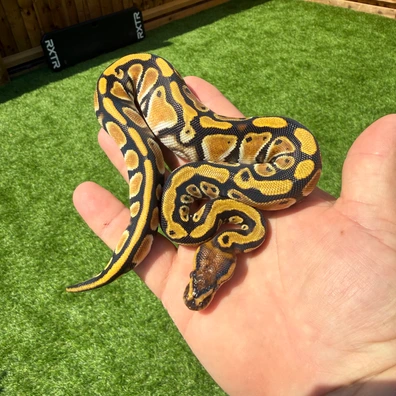 Bang Cypress Het Clown Poss Het Hypo Ball Python - female for sale from Cooper-Belles-Morphs