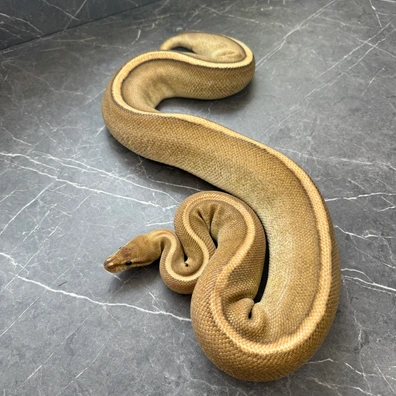 Black Pastel Fire Yellowbelly G-stripe Het Clown Breeder Female Ball Python - female for sale from Cooper-Belles-Morphs
