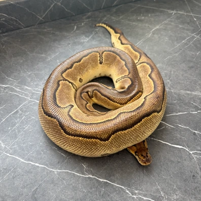 Black Head Enchi Clown Ph Hypo Ball Python - female for sale from Cooper-Belles-Morphs