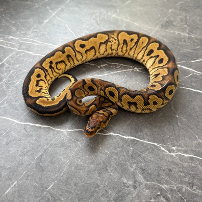 Sugar Clown Het Ultramel Ball Python - female for sale from Cooper-Belles-Morphs