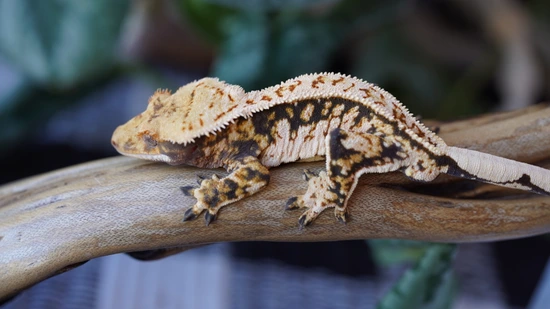 Nice White Pinstripe Male Crested Gecko by Copper State Cresteds