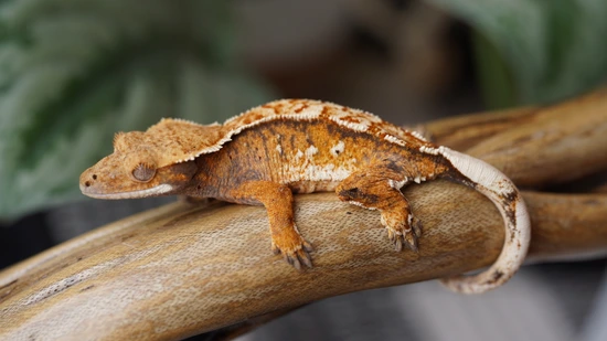 Extreme Tricolor Crested Gecko by Copper State Cresteds