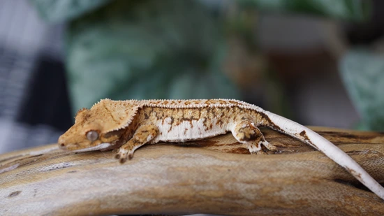 Top Pairing Tricolor Release!! Crested Gecko by Copper State Cresteds
